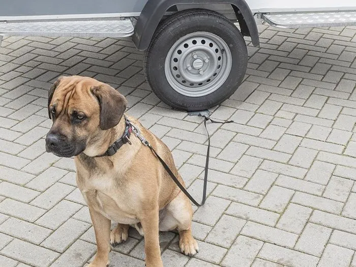 ProPlus Dogsitter piastra di ancoraggio